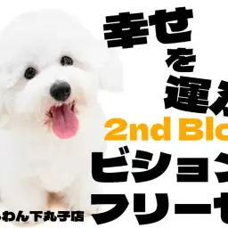 【 ビションフリーゼ 】アフロと笑顔がトレードマーク！愛されわんこの2ndブログ