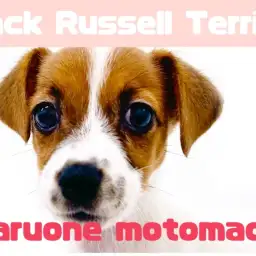 【 ジャックラッセルテリア 】横浜元町で出会える元気印のジャックちゃん！