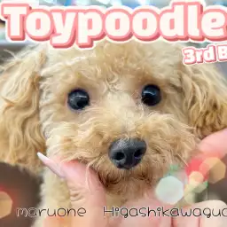 【 トイプードル 】現在社会化トレーニング中！生後9ヶ月を迎えた美わんこに注目