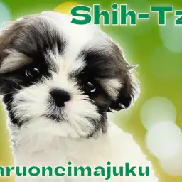 【 シーズー 】初心者必見！短足おっとり系の女の子の魅力を徹底解説！