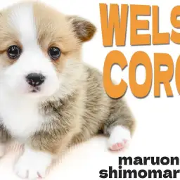【 コーギー 】陽気な性格と愛嬌抜群のルックスは太陽のように照らしてくれる存在!