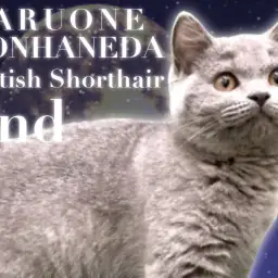 【 ブリティッシュショートヘア 】生後4ヵ月経過したまん丸ガールのセカンドブログ！