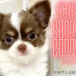 【 チワワ 】目が合った瞬間からみんなの心を鷲掴み！激かわチワワちゃんが登場！