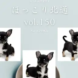 【 ほっこり北通Vol.150 】群馬県産スムースコートチワワ男の子登場!