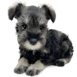 ミニチュア・シュナウザー