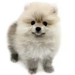 ポメラニアン