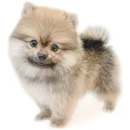 ポメラニアン