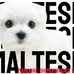 【 マルチーズ 】真っ白な被毛と愛らしいルックスが魅力の優しい性格の女の子