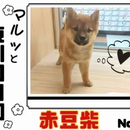 【 マルっと東川口日和No.4 】KC認定赤豆柴!クールな見た目を覆す甘えん坊