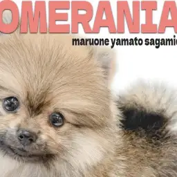 【 ポメラニアン 】ポメスマイルが溢れる愛嬌抜群の女の子との出会いを大和市で!