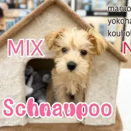 【 シュナプー 】トイプードル×ミニチュアシュナウザーの魅力満載！激レアMIX犬