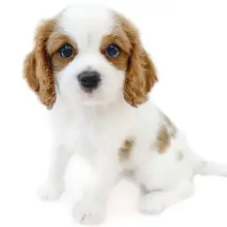 キャバリア・キングチャールズ・スパニエル