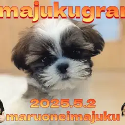 【 イマジュクグラム 】ゴールド＆ホワイトのマイペースなシーズーの女の子が入店！