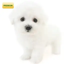 ビションフリーゼ