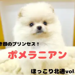 【 ほっこり北通Vol.151 】毛量毛吹き抜群の甘えん坊ポメちゃんをご紹介!