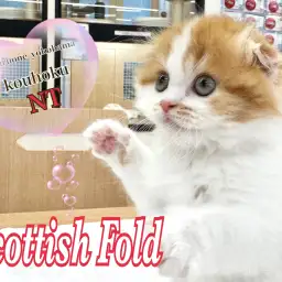 【 スコティッシュフォールド 】初心者にも育てやすい人気猫種！折れ耳スコの女の子