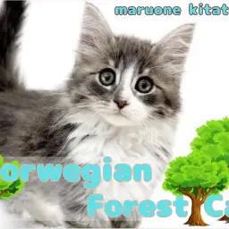 【 ノルウェージャン 】甘えん坊boy!森の妖精が埼玉県戸田市に登場!