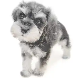 ミニチュア・シュナウザー