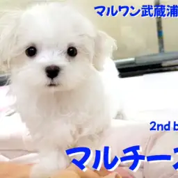 【 マルチーズ 】涙やけのない美白男子!天真爛漫な白い天使が埼玉に舞い降りた