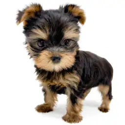 ヨークシャーテリア