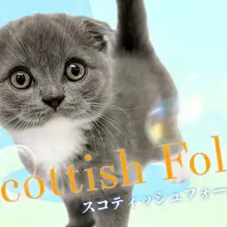 【 スコティッシュフォールド 】希少な垂れ耳！特別感満載の美しき群青キャット！