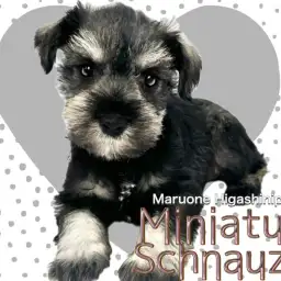 【 ミニチュアシュナウザー 】これぞシュナの標準サイズ！骨格しっかり安心体型！