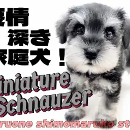 【 ミニチュアシュナウザー 】特技は真っ直ぐなアイコンタクト!心を寄せる相棒犬