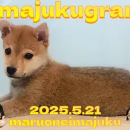 【 イマジュクグラム 】生後4ヶ月を迎える目ヂカラ最強の豆柴ちゃま最新情報！