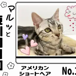 【 マルっと東川口日和No.17 】一緒に遊ぼう!元気いっぱいアメショくん