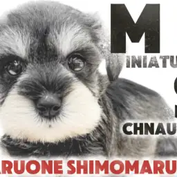 【 ミニチュアシュナウザー 】女の子らしさ抜群!穏やかさと賢さを兼ね備えた家庭犬