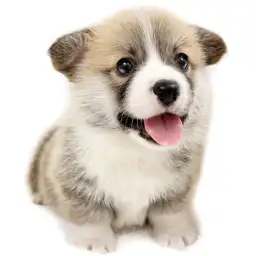 ウェルシュコーギーペンブローク