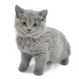 ブリティッシュショートヘア