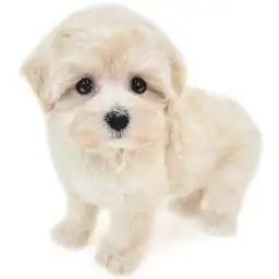 MIX（マルチーズ×トイプードル）