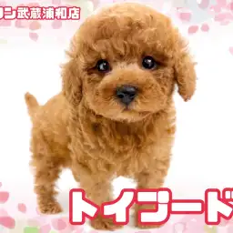 【 トイプードル 】黄金比ボディ＆両親の小さめDNAを継承した女の子が埼玉に降臨