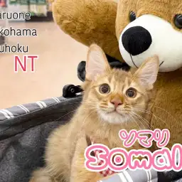 【 ソマリ 】生後4ヶ月の成長記録 | 横浜港北でソマリ子猫をお探しならこの子！