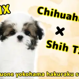 【 MIX 】最強の癒し系チワワ×シーズーのMIX犬