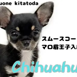 【 チワワ 】スムースコートを纏った新星現る!手乗りサイズのスムチくん入店!