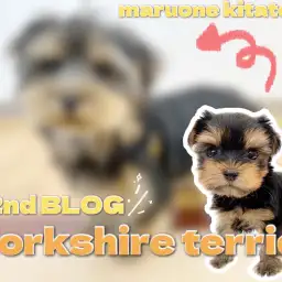 【 ヨークシャーテリア 】2nd成長ブログ！お散歩デビュー＆おすわり完全マスター