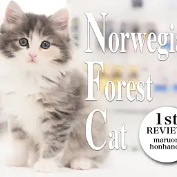 【 ノルウェージャンフォレストキャット 】森の妖精の名に相応しい美しき女子登場！