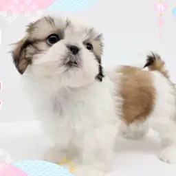 【 シーズー 】愛嬌たっぷりな癒し犬代表！鼻ペチャ界のアイドルドッグ登場！