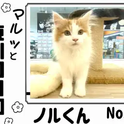 【 マルっと東川口日和No.18 】ふんわり長毛の癒し系男の子のノルウェージャン