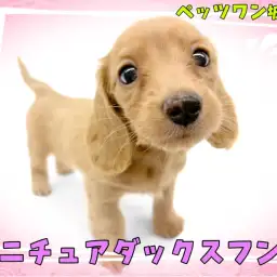 【 ミニチュアダックスフント 】魅力がいっぱい！おっとり癒し系女子