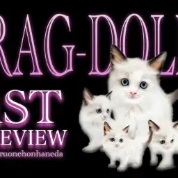 【 ラグドール 】シールカラーが美しい甘えん坊の九州男児がやってきた！