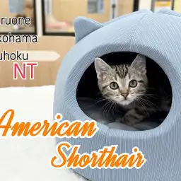 【 アメリカンショートヘア 】魅力溢れる不動の人気猫種アメショの男の子