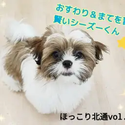 【 ほっこり北通Vol.154 】おすわり＆まてを習得！愛嬌たっぷりシーズーくん
