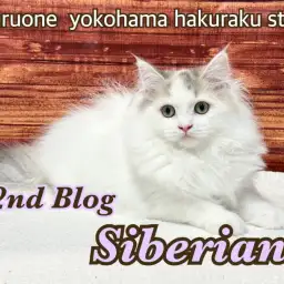 【 サイベリアン 】神秘的なパステル三毛にゃんこの成長記録