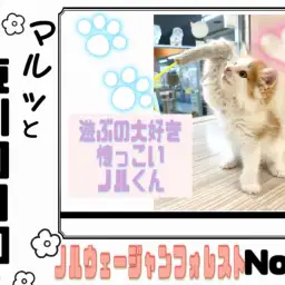 【 マルっと東川口日和No.7 】究極の触り心地に癒される激かわノルちゃん!