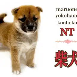 【 柴犬 】ムッチリ触り心地がたまらない!マシュマロボディのヤマトナデシコ