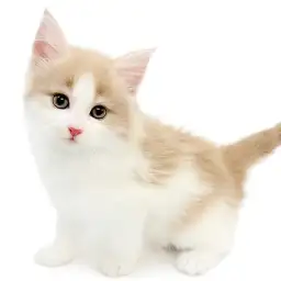 ノルウェージャンフォレストキャット