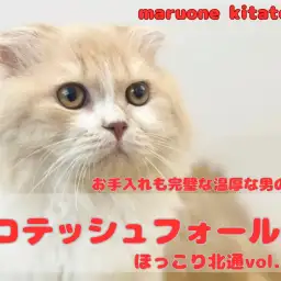 【 ほっこり北通vol.162 】生後8ヶ月を迎える超絶温厚スコティッシュくん!